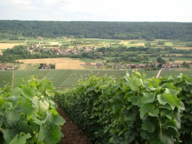 Champagne James VRAYET - Vue des vignes