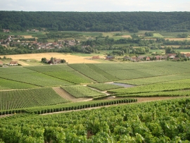 Champagne James VRAYET - 