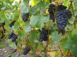 Champagne James VRAYET - Pinot Meunier