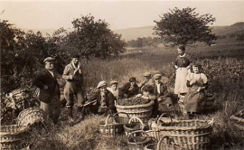 Champagne James VRAYET - Les vendanges en 1950